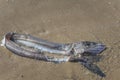 Remains of Lancetfish washed ashore