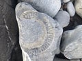 Ammonite Fossil - Jurassic Coast, South West England, UK Royalty Free Stock Photo