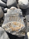 Fossil At Kilve Beach- Jurassic Coast, South West England, UK Royalty Free Stock Photo