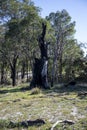 Remains of a large burnt tree after fire in Whiteman Park Royalty Free Stock Photo