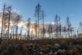 Forest with dead pine trees ravaged by a forest fire Royalty Free Stock Photo