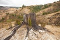 Remains of logged tree Queenstown