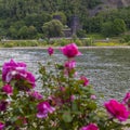 Remains of the Ludendorff Bridge in Remagen Royalty Free Stock Photo