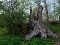 Remains of the old tree, near Hancza lake. Suwalski landscape park, Podlaskie, Poland.