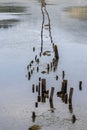 Remains of old wooden pier in salt marshes in Ston Croatia. Royalty Free Stock Photo