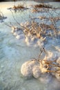 Dead Sea - Salt Covered Wilted Plants Royalty Free Stock Photo