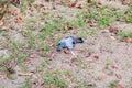 Remains of poor black bird, Plague of bird, Avian Influenza type A H5N1, Plague from Poultry