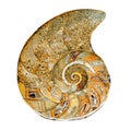 Remains of prehistoric sea shell Royalty Free Stock Photo