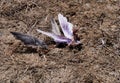 Remains of a racing pigeon killed by a peregrine falcon