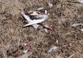 Remains of a racing pigeon killed by a peregrine falcon