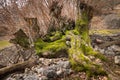 Remains and roots of a very old tree in a forest in Croatia Royalty Free Stock Photo