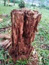 The remains of a tree that has been almost eaten by termites and used as a nest by the animal