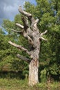 Remains of tree standing in Regent`s Park, London