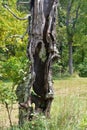 Remains of a tree Royalty Free Stock Photo