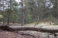 Picturesque strange place covered with lichen in pine forest of Volyn. Remains of trenches of World War One nowadays. Battleground Royalty Free Stock Photo