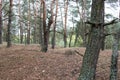 Remains of trenches of World War One in pine spring forest of Volyn. Battleground of Brusilov Offensive or June Advance Royalty Free Stock Photo