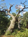 Twisted ancient oak trees in Sherwood Forest