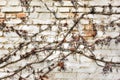 Remains of a virgin vine on a brick wall Royalty Free Stock Photo