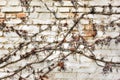 Remains of a virgin vine on a brick wall