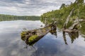 Remains of a White Cedar Tree Trunk Resting in the Bay of a Shal Royalty Free Stock Photo