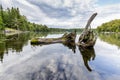 Remains of a White Cedar Tree Trunk Resting in the Bay of a Shal Royalty Free Stock Photo