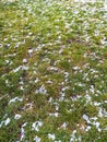 Remains of white icy snow lying on the floor between green grass Royalty Free Stock Photo