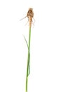 Remainse of goatsbeard flower or salsify plant isolated on white