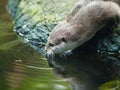 Remarkable active Asian Small-clawed Otter.