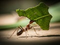 Diligent Leafcutter Ant Carrying Leaf Fragment Royalty Free Stock Photo