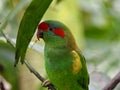 Remarkable dazzling lovely Musk Lorikeet.