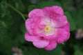 Freckled magenta rose Royalty Free Stock Photo