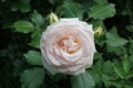 Layered like fluffy cotton candy rose Royalty Free Stock Photo