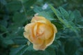 Peachy yellow rose