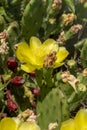 Remarkable green cactus with yellow flowers, called prickly pear, in full bloom in June. Royalty Free Stock Photo