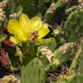 Remarkable green cactus with yellow flowers, called prickly pear, in full bloom in June. Royalty Free Stock Photo