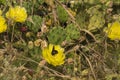 Remarkable green cactus with yellow flowers, called prickly pear, in full bloom in June. Royalty Free Stock Photo