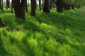 Remarkable green grass by the riverside Royalty Free Stock Photo