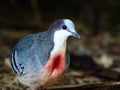 Remarkable Luzon Bleeding-Heart Pigeon with Unique Extraordinary Plumage.