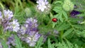 Remarkable phacelia tansy. Ladybug on a bright green leaf.