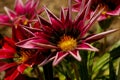 Remarkable red flowers in the garden Royalty Free Stock Photo