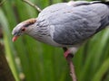 Remarkable spectacular Topknot Pigeon.
