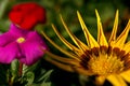 Remarkable yellow and red flowers Royalty Free Stock Photo