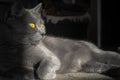 Remarkably cute yellow eyed grey cat sitting in a sunshine spot, half shaded