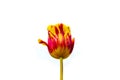 Rembrandt Tulip Helmar isolated on white background, centered. This beautiful Triumph Tulip is an amazing mixture of primrose