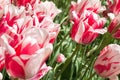 Rembrandt tulip