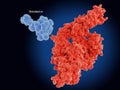 Remdesivir inhibits the coronavirus RNA dependent RNA polymerase RdRp Royalty Free Stock Photo