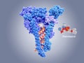 Remdesivir inhibits the coronavirus RNA dependent RNA polymerase RdRp