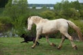 ÃÂ¡remello horse playing with dog in summer meadow Royalty Free Stock Photo