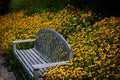 Remembrance bench among black eyed susans