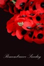 Remembrance Day